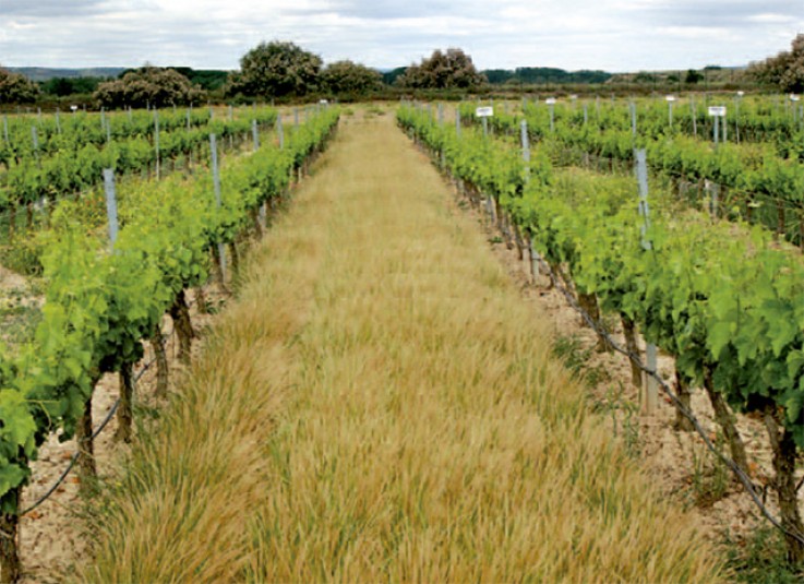 Un analiza la gestión del suelo mediante cubierta vegetal modelo de viticultura | La Rioja