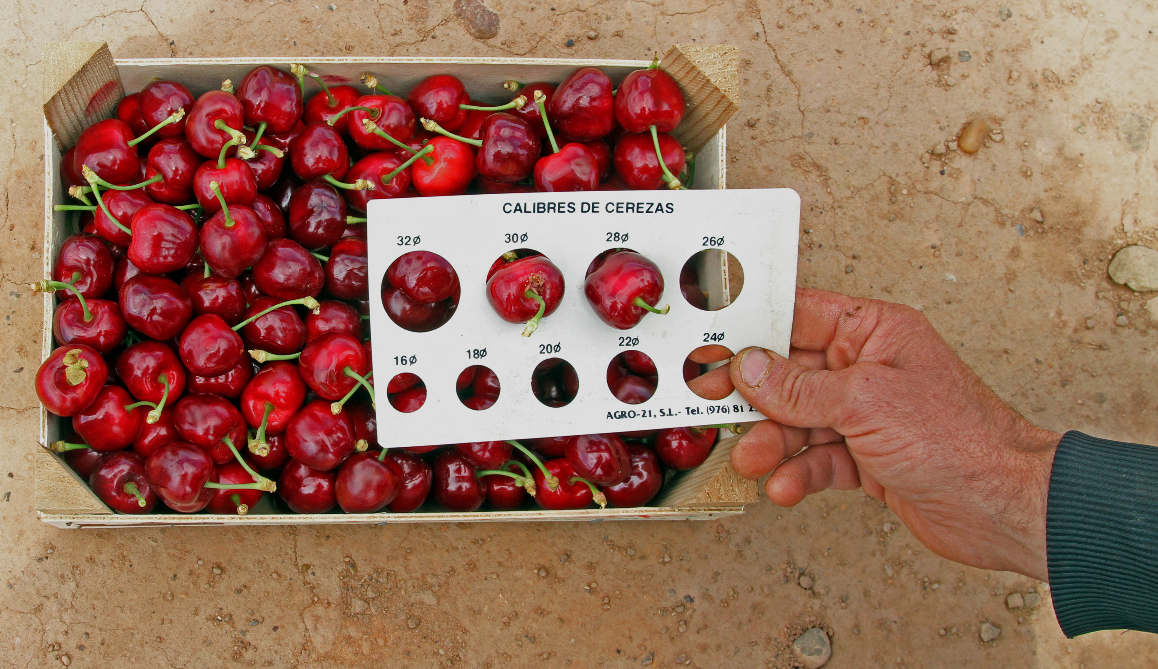 Calibre de cerezas en la finca de Dequelia, en Quel (La Rioja) Calibre de cerezas en la finca de Dequelia, en Quel (La Rioja)